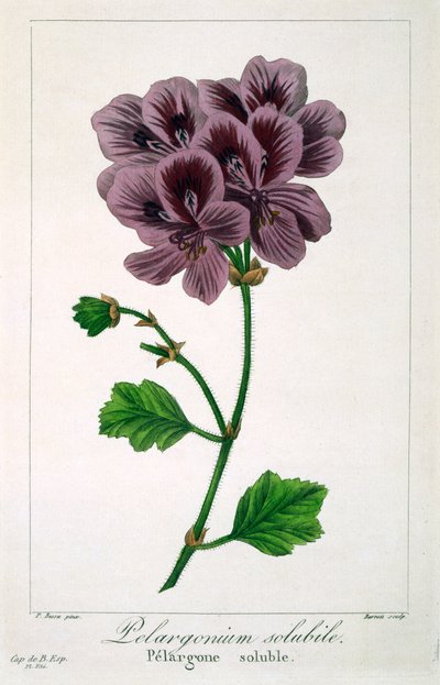 Pelargonium, 1836 by Pancrace Bessa